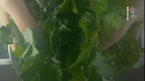 【面皮】1.鍋中水開時(shí)，放挑揀好的艾草和一撮小蘇打，第一遍煮開后倒掉，重新加水大火煮開后，小火煮1小時(shí)。煮爛的艾草用紗布瀝干。